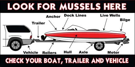 Look for Mussels here: vehicle, trailer, anchor, dock lines, rollers, hull, axle, live wells, bilge, motor. Check your boat, trailer and vehicle