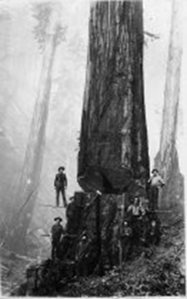 Loggers pose right before felling a giant redwood. One stands on a board suspended in air.